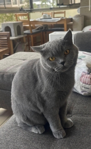 Lola Kendini Sevdirmekten Bıkmayan Kedi fotoğraf