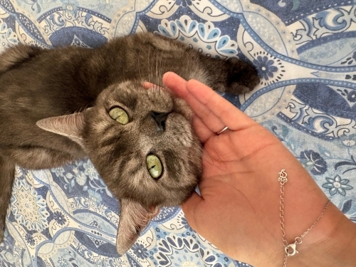 Geçici evinden kalıcı yuva arıyoruz fotoğraf