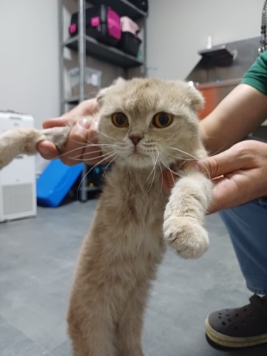 🐾 1 Yaşında Scottish Dişi Kedi – Ömürlük Yuvasını Arıyor fotoğraf