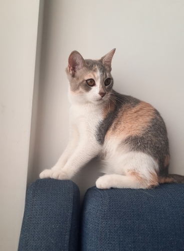 Sevgi Kelebeği Minnoş Yuva Arıyor fotoğraf
