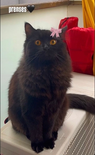 3 yaşında cok sakin cana yakın fotoğraf