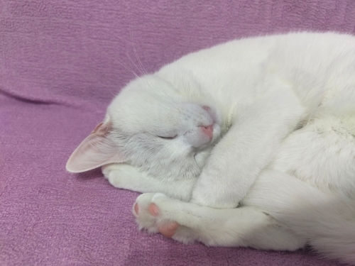 Çok uysal çok akıllı bir kedi fotoğraf