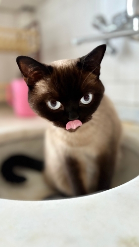 Sokağa Terk Edilip Hamile Kalan Güzel Siyam Annemize Ömürlük Yuva! 🐾 fotoğraf