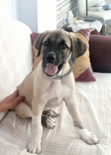 Orijinal KANGAL yavrusu fotoğraf