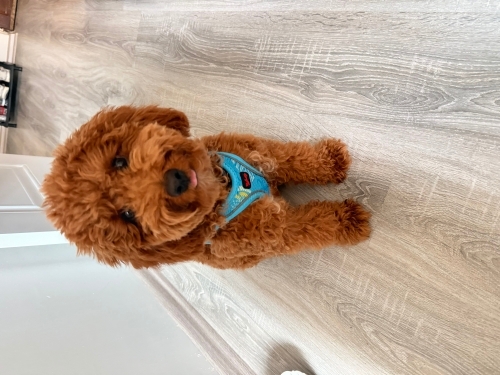 5 Aylık Poodle Yavru (Erkek) fotoğraf