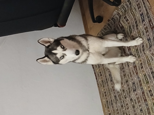 Güzel kızım çok sessiz ve akıllı fotoğraf