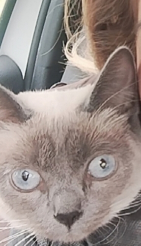 Yeni ailesini ariyoruz fotoğraf