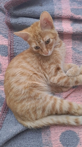 Kucak kedisi yuva arıyoruz fotoğraf