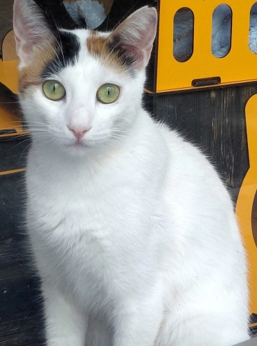 Pamuk kızımıza yuva fotoğraf