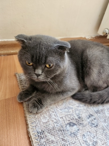 Yakışıklı erkek fotoğraf