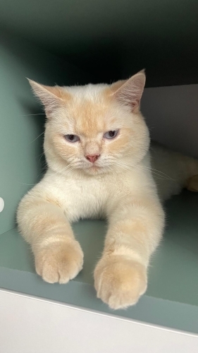 British Shorthair Red Point Ücretsiz Kedi Sahiplendirme fotoğraf