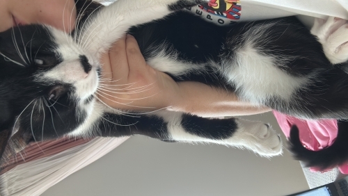 SEVGİ DOLU, OYUNCU VE ÇOK AKILLI fotoğraf