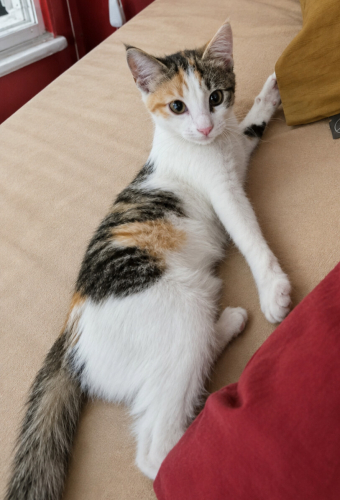 LOLA YUVA ARIYOR fotoğraf