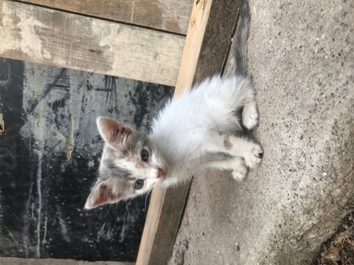 3 kardeş için acil yuva veya bahçe fotoğraf