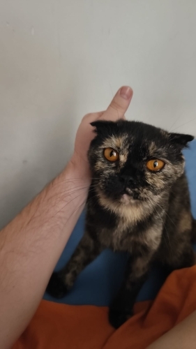 2 yasında dişi Çok uysal akıllı kendini sevdiren kızımız yuvasını bekliyor fotoğraf