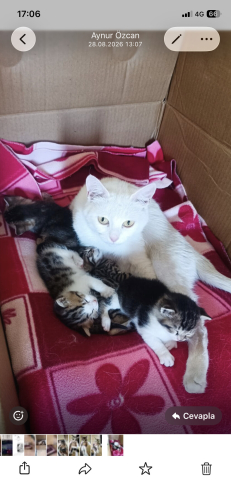 Çok sakin uysal tam bir ev kedisi ve yavruları fotoğraf