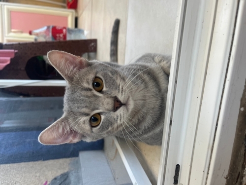 ömürlük yuva arıyoruz fotoğraf