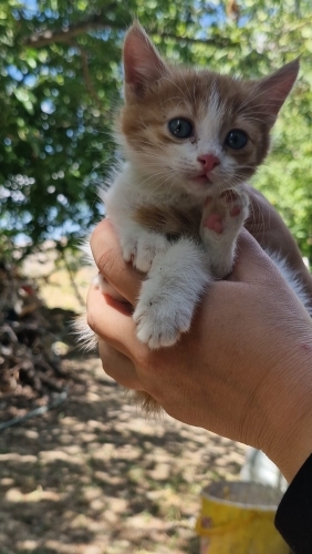 Minik Dostumuza Ömürlük Yuva Arıyoruz 🐾 fotoğraf