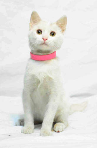 0534 216 08 72 İSTANBUL/ ANKARA KEDİSİ CİNSİ İLK AŞILI 3 AYLIK KIZIM MAYA fotoğraf
