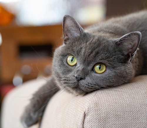 0534 216 08 72 BRITISHSHORTHAIR CİNSİ 9AYLIK KISIR KIZIM BELLA fotoğraf