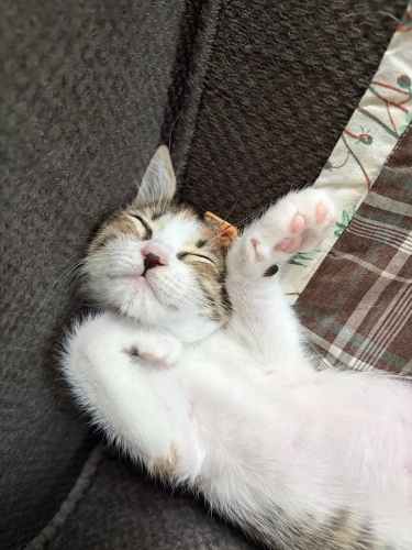Sevgi Dolu Bir Yuva Arıyor 🐾 fotoğraf