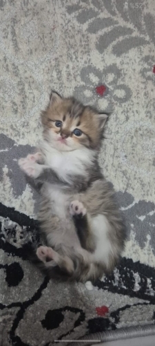 Kedi sahiplenme fotoğraf