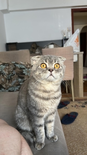 Sakin Yavrucağa Yuva Aranıyor fotoğraf