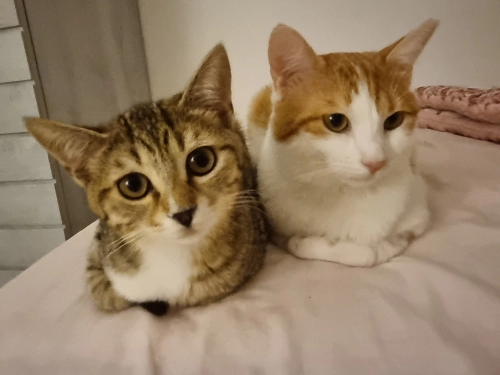 Lütfen Açıklamayı okuyun fotoğraf