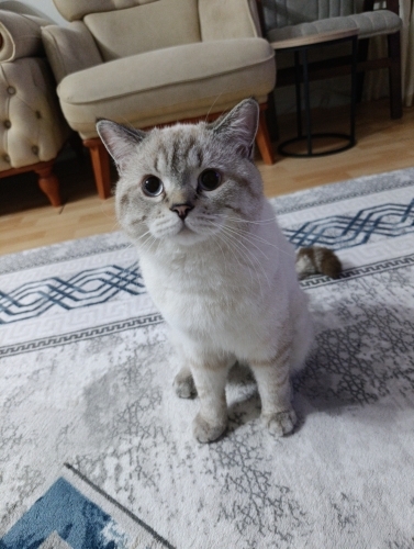BRİTİSH VE SİYAM YAVRULARIMA YUVA fotoğraf