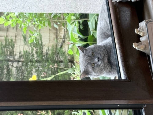 sokağa atılmış kedimize yuva arıyorum fotoğraf