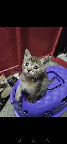 7 haftalık minik ömürlük yuva arıyor fotoğraf