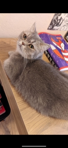 Gerçekten yuva olabilecek aile arıyorum fotoğraf