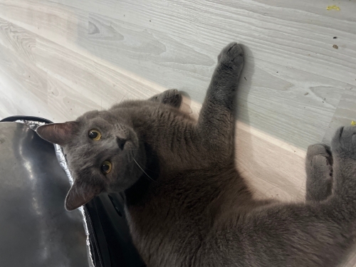 Çok sakin uysal fotoğraf