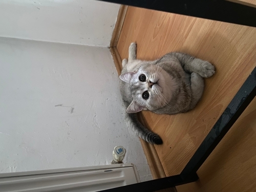Duman'a yuva arıyorum. Çok sevecen çok yakın bir kedi. fotoğraf