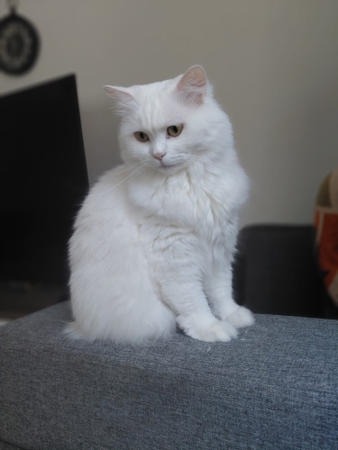 MİA ÖMÜRLÜK YUVASINI ARIYOR fotoğraf