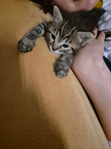 Çiçi ailesini arıyor fotoğraf