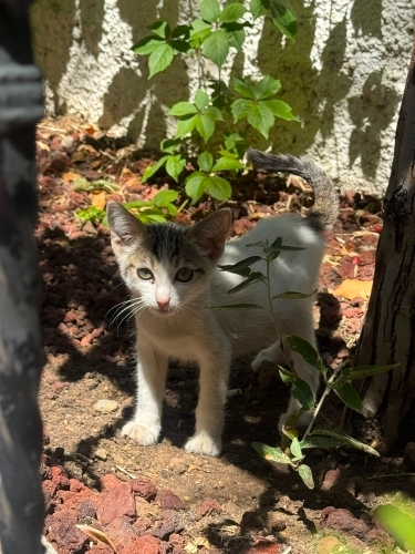 DOBBY AİLESİNİ ARIYOR 😺 fotoğraf