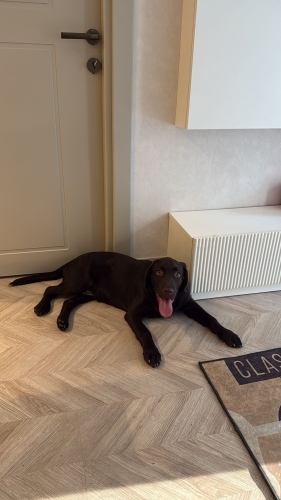 ÇİPLİ, AŞILARI TAM VE TUVALET EĞİTİMLİ LABRADOR..!! fotoğraf