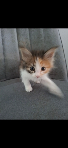 Tatlı yavru kedi fotoğraf