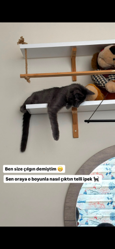 Bana yuva olur musunuz 🥹 fotoğraf
