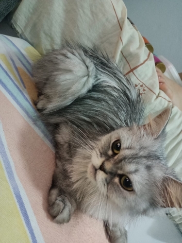 Bu Masum Bakışlara Kalbini Açacak Ömürlük Bir Aile Arıyoruz. fotoğraf