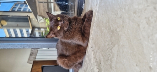 Nadir renkte cins kedi fotoğraf
