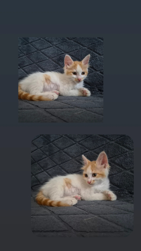 Acil ömürlük yuva fotoğraf