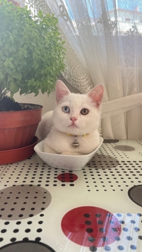 Enerjik kediye yuva arıyoruz. fotoğraf