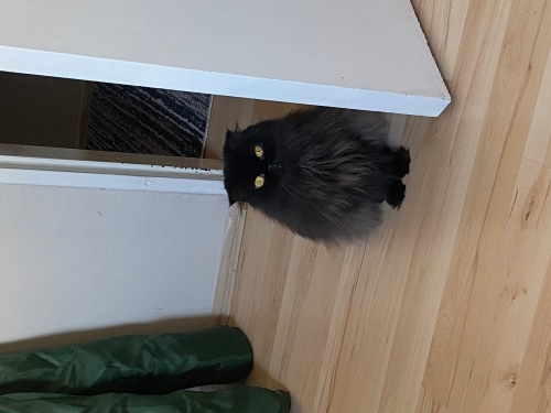Sevecen asil insana düşkün mia fotoğraf