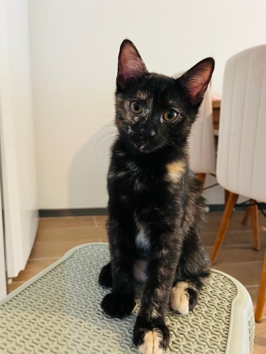 Yavru oreo yuva arıyor fotoğraf