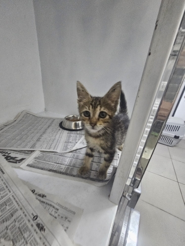 İZMİR TIGER TABY DAHA 1.5 AYLIK !!KLİNİKTE MELEĞİNİ BEKLİYOR fotoğraf