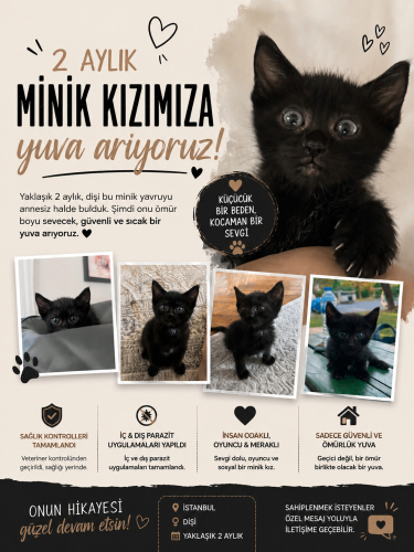 Minik Yoda Ömürlük Yuvasını Arıyor fotoğraf