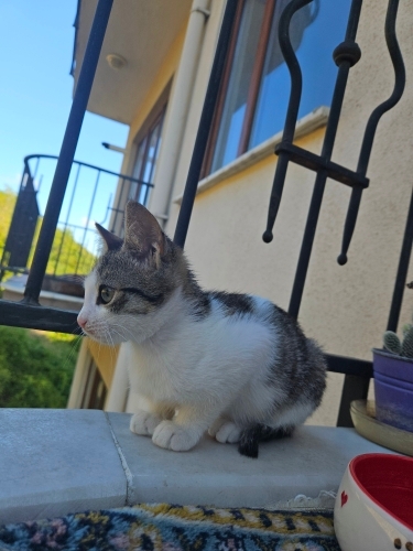 Sütten yeni kesilmiş kedi tel:0545 806 86 49 fotoğraf
