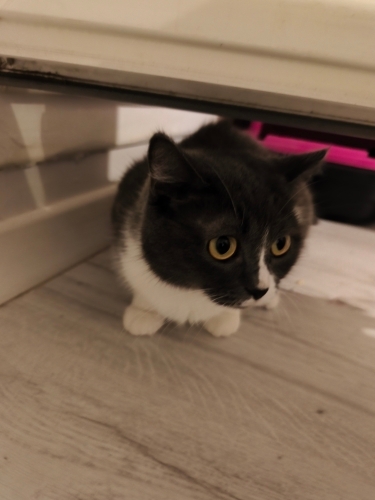 Kül rengi kendine has bir kedi fotoğraf